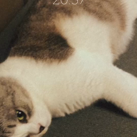 しっぽを挟んでの画像