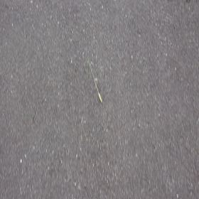 おしゃんぽの画像