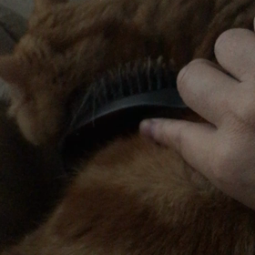 ブラッシング大好き！の画像