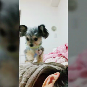 襲われる…(^o^;)の画像