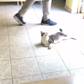 ローマと猫とアーティストの画像