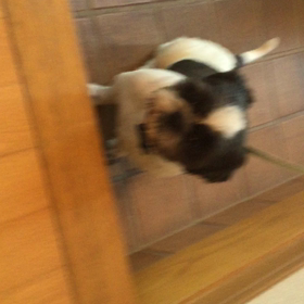 ゆずあ 成長記録 説得編？の画像