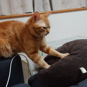 なぜそのきょり…の画像