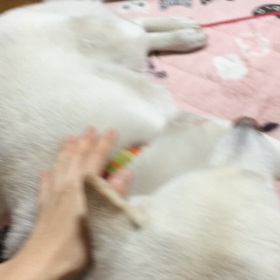 ワニちゃん 怒ってますの画像