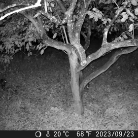 すぎぴたんの事件簿シーズン3　395話（タヌキ3名様来店）の画像