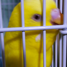 どんな匂いか説明できないけど…の画像