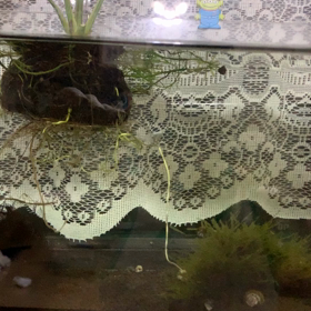 だだだ大好きの画像