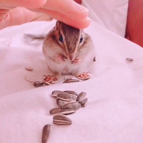 ちょこたん♪とパパのラブラブタイム ♡の画像