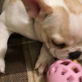 知育トイの画像