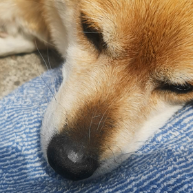 のほほ～んの画像