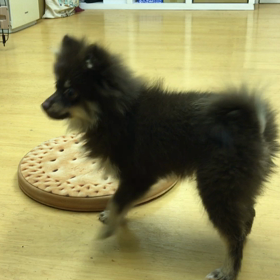 だって、お子ちゃまだもの〜。の画像