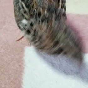 ヤンチャ女子❗の画像