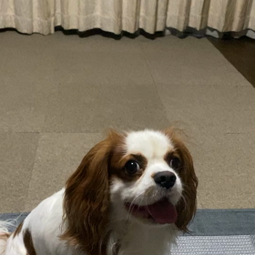 遊び足りないの画像