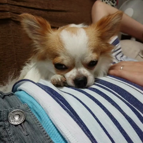 甘えん坊将軍の画像