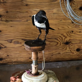 ムナジロカラスの画像