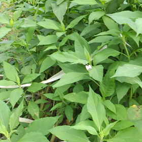 恋のお邪魔虫(蝶)の画像