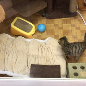 モンチビ にゃんこの画像