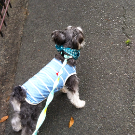 うるさいくらいのの画像