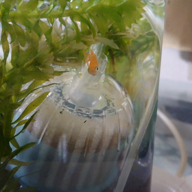 ややこしいところが好きなメダカちゃんの画像