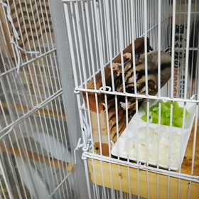 フクロモモンガ２の画像