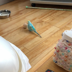 雪やこんこん♪の画像