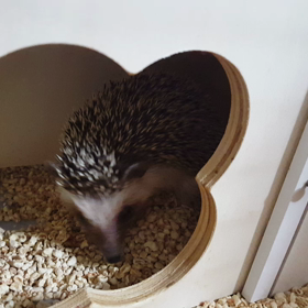 ここほれすなおの画像