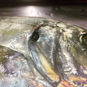  天然シマアジの画像