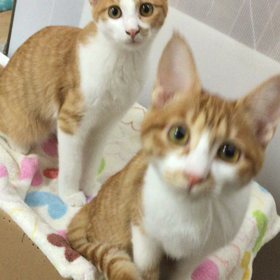 海と空に里親さんが決まりましたの画像