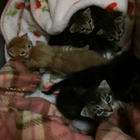 ころころしてきた♬の画像