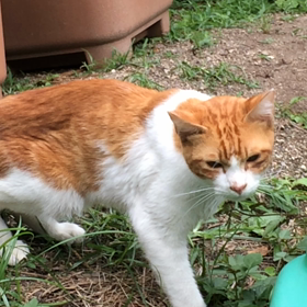 孤独な猫の画像