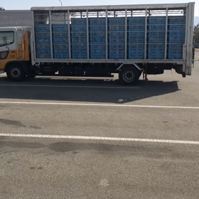 ニワトリだらけの画像