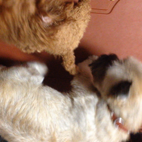 21とタフトくんの画像