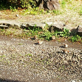 またまた・・・の画像