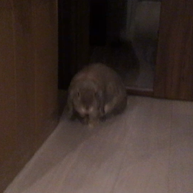 ビビりチェックの画像