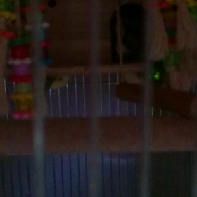 文鳥のヒナの画像