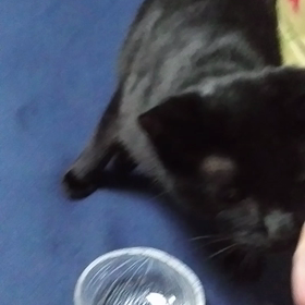 カランコロンの画像