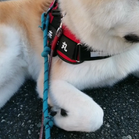 今朝もお散歩でたくさんのワンちゃんと出会いましたが、なかなか仲良くできません。というか、問題回避の画像