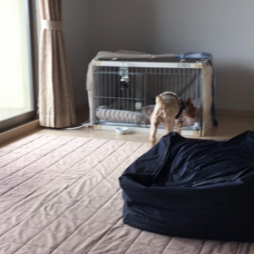 でっかいヨーキーに出来る事❕の画像