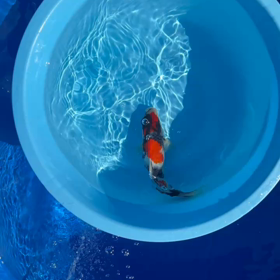 １位　（笑）の画像