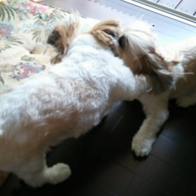 ワイルドはるまの画像