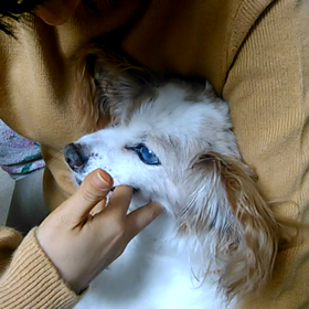 おしゃぶりの画像