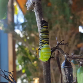 リクエストにお応えして、芋虫の脱皮動画（芋虫嫌いは見ないでね）の画像