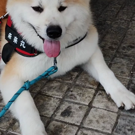 なかなか前へ進まない朝散歩でした✨それでも何とか帰宅できました。進んでは休み、休んでは進み。の画像