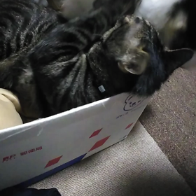 兄妹ケンカの画像