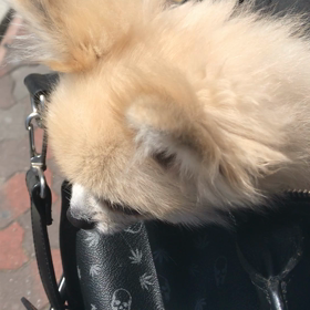 ひょこりはん。の画像