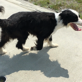 短髪 に！、の画像