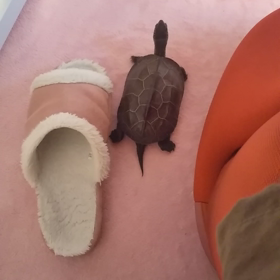 カメミさんﾌﾞｰを探す!の画像