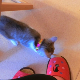 猫カフェムービー48〜50  バロンの画像