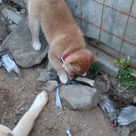 ミルク穴堀の練習の画像