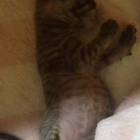 左脳欠損のルカ君 2の画像